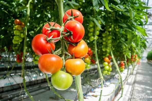 稳定的供货渠道